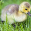 Baby Goose