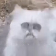 Juan Loco Imbécil