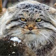 MANUL