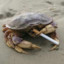 ciggy crab