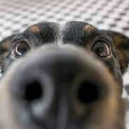 blackdog