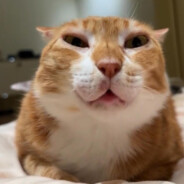 meFFan