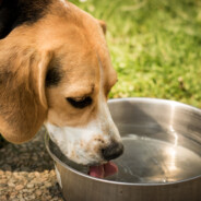 Dogwater Vuf Vuf - steam id 76561198007089294