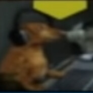 dog in the stu