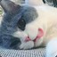 薛定谔的猫