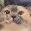 KamiCat