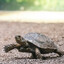 SlowTurtle