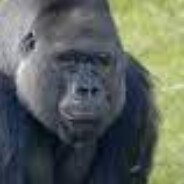 MONKEY MAN