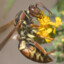 Wasp Warrior