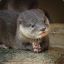 Idesin Otter