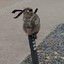 Furry shinobi