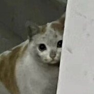 be菜贱卖！be菜！be菜！