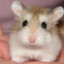 flirty_hamster