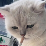 海上森林的一只猫