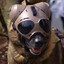 Doggo in a Helldiver Suit