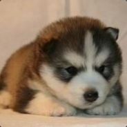 东北小狗王小拿