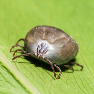 Genuine Tick Sucker