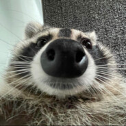 bababooey