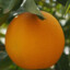 Orange_Orange