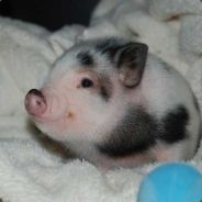 mini PIG