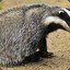 Canadian Badger