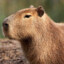 YoungCapybara凸(◣_◢)凸