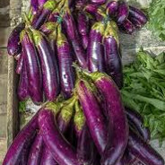 Tyske Auberginer