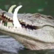 Croc's avatar