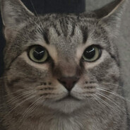 bibba