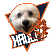 Dog Crazy On
