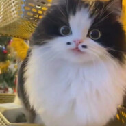 炭烧菠萝小粽子