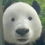 Kon