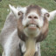 Goat avatar