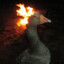 burning_goose