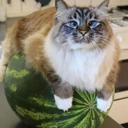 ахмедик гавноед