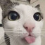 Filbert