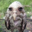 sad wet owl