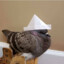 roundpigeon