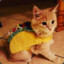 Taco Cat