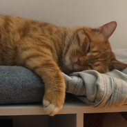 别吃我的麦辣鸡翅