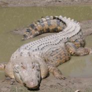 Chunky Crocodile