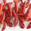 lobsterfest