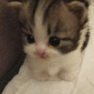 miavsu - steam id 76561199482082912