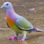 NYC Pigeon