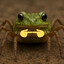 Froider