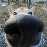 儒雅随和美少男