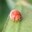 JustifiedBeedle