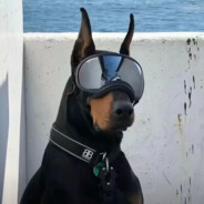 爱上裤衩子的牛战士