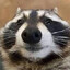 Raccoon_