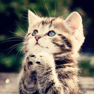 起Q给你个肥天大炒